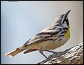 _4SB9895 yellow-throated warbler